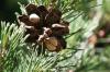 <img100*0:stuff/z/73640/Winter%2520Plants/i1264958505_2.jpg>