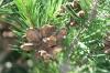 <img100*0:stuff/z/73640/Winter%2520Plants/i1264958507_4.jpg>