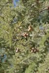 <img100*0:stuff/z/73640/Winter%2520Plants/i1264958507_5.jpg>