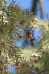 <img100*0:stuff/z/73640/Winter%2520Plants/i1264958509_9.jpg>