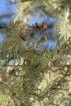 <img100*0:stuff/z/73640/Winter%2520Plants/i1264959181_3.jpg>