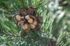 <img100*0:stuff/z/73640/Winter%2520Plants/i1264959183_12.jpg>