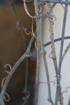 <img100*0:stuff/z/73640/Winter%2520Plants/i1267426413_5.jpg>