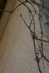 <img100*0:stuff/z/73640/Winter%2520Plants/i1267426416_8.jpg>