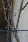 <img100*0:stuff/z/73640/Winter%2520Plants/i1267426418_11.jpg>