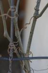 <img100*0:stuff/z/73640/Winter%2520Plants/i1267426420_13.jpg>