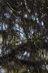 <img100*0:stuff/z/73640/Winter%2520Plants/i1275878484_1.jpg>