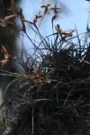 <img100*0:stuff/z/73640/Winter%2520Plants/i1275878487_10.jpg>