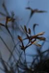 <img100*0:stuff/z/73640/Winter%2520Plants/i1275878488_11.jpg>