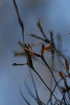 <img100*0:stuff/z/73640/Winter%2520Plants/i1275878492_19.jpg>