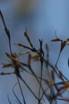 <img100*0:stuff/z/73640/Winter%2520Plants/i1275878494_23.jpg>