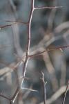 <img100*0:stuff/z/73640/Winter%2520Plants/i1275878495_25.jpg>
