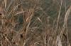 <img100*0:stuff/z/73640/Winter%2520Plants/i1275878499_32.jpg>
