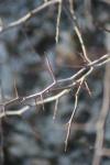<img100*0:stuff/z/73640/Winter%2520Plants/i1275878501_37.jpg>