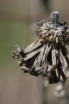 <img100*0:stuff/z/73640/Winter%2520Plants/i1275878502_38.jpg>