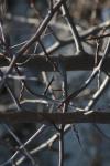 <img100*0:stuff/z/73640/Winter%2520Plants/i1275880865_2.jpg>
