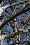 <img100*0:stuff/z/73640/Winter%2520Plants/i1275880872_11.jpg>