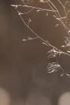 <img100*0:stuff/z/73640/Winter%2520Plants/i1275880873_12.jpg>