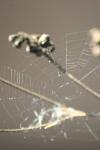 <img100*0:stuff/z/73640/Winter%2520Plants/i1275880873_13.jpg>