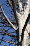 <img100*0:stuff/z/73640/Winter%2520Plants/i1275880874_15.jpg>