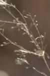 <img100*0:stuff/z/73640/Winter%2520Plants/i1275880875_16.jpg>