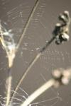 <img100*0:stuff/z/73640/Winter%2520Plants/i1275880879_21.jpg>