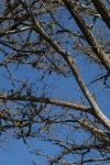 <img100*0:stuff/z/73640/Winter%2520Plants/i1275880881_23.jpg>