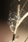 <img100*0:stuff/z/73640/Winter%2520Plants/i1275880885_29.jpg>
