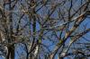 <img100*0:stuff/z/73640/Winter%2520Plants/i1275880885_30.jpg>