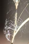 <img100*0:stuff/z/73640/Winter%2520Plants/i1275880887_33.jpg>