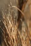 <img100*0:stuff/z/73640/Winter%2520Plants/i1275880888_36.jpg>