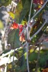 <img100*0:stuff/z/73640/Winter%2520Plants/i1275880890_38.jpg>