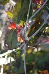 <img100*0:stuff/z/73640/Winter%2520Plants/i1275880891_39.jpg>