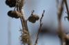 <img100*0:stuff/z/73640/Winter%2520Plants/i1275882296_2.jpg>