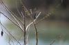 <img100*0:stuff/z/73640/Winter%2520Plants/i1275882296_7.jpg>