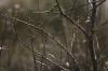 <img100*0:stuff/z/73640/Winter%2520Plants/i1275882297_12.jpg>