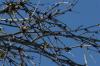 <img100*0:stuff/z/73640/Winter%2520Plants/i1275882297_9.jpg>