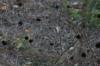 <img100*0:stuff/z/73640/Winter%2520Plants/i1275882298_13.jpg>