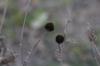 <img100*0:stuff/z/73640/Winter%2520Plants/i1275882299_19.jpg>