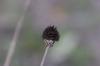 <img100*0:stuff/z/73640/Winter%2520Plants/i1275882299_21.jpg>