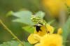 <img100*0:stuff/z/73640/Yellow%2520Flower%2520Reference/i1264989709_1.jpg>
