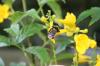 <img100*0:stuff/z/73640/Yellow%2520Flower%2520Reference/i1264989709_10.jpg>