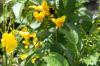 <img100*0:stuff/z/73640/Yellow%2520Flower%2520Reference/i1264989709_11.jpg>