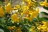 <img100*0:stuff/z/73640/Yellow%2520Flower%2520Reference/i1264989709_12.jpg>