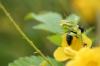 <img100*0:stuff/z/73640/Yellow%2520Flower%2520Reference/i1264989709_2.jpg>