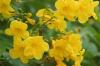 <img100*0:stuff/z/73640/Yellow%2520Flower%2520Reference/i1264989709_3.jpg>