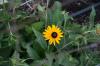 <img100*0:stuff/z/73640/Yellow%2520Flower%2520Reference/i1264989709_4.jpg>