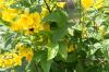 <img100*0:stuff/z/73640/Yellow%2520Flower%2520Reference/i1264989709_5.jpg>