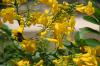 <img100*0:stuff/z/73640/Yellow%2520Flower%2520Reference/i1264989709_6.jpg>