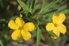 <img100*0:stuff/z/73640/Yellow%2520Flower%2520Reference/i1264989709_7.jpg>